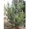 Buisson laineux