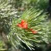 Buisson laineux