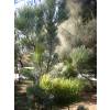 Buisson laineux