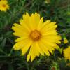 Oeil de jeune fille jaune