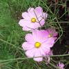 Oeil de jeune fille rose 'American Dream'