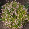 Oeil de jeune fille rose 'American Dream'