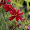 Oeil de jeune fille rouge