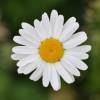 Marguerite commune