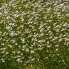 Marguerite commune