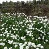 Marguerite commune