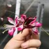 Gaura bicolore de Lindheimer