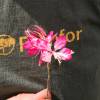 Gaura bicolore de Lindheimer