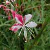 Gaura bicolore de Lindheimer