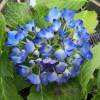Hortensia bleu