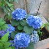 Hortensia bleu