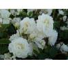 Rosier paysager blanc 'Little White Pet'