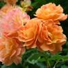 Rosier 'Westerland'