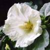 Hibiscus Blanc