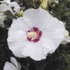 Hibiscus Blanc  Coeur rouge