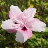 Hibiscus rose