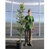 Arbre de fer