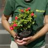 Rosier paysager rouge fonc� 'Fairy Donkerrood'