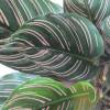 Calathea, feuillage vert stri rose