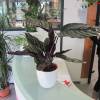 Calathea, feuillage vert stri rose