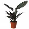 Calathea, feuillage vert stri rose