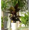 Calathea, feuillage vert stri rose