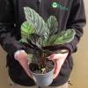 Calathea, feuillage vert stri rose