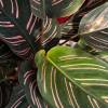 Calathea, feuillage vert stri rose