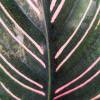 Calathea, feuillage vert stri rose