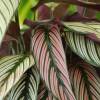 Calathea, feuillage vert stri blanc