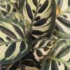 Calathea, feuillage vert stri blanc