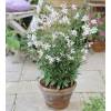 Gaura blanc de Lindheimer