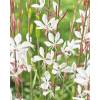 Gaura blanc de Lindheimer