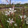 Gaura blanc de Lindheimer