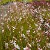 Gaura blanc de Lindheimer