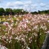 Gaura blanc de Lindheimer