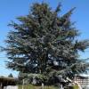 C�dre de l'Atlas