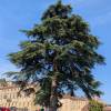 C�dre de l'Atlas