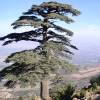 C�dre de l'Atlas