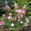 Hortensia  panicules 'Vanille Fraise'