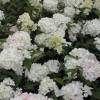 Hortensia  panicules 'Vanille Fraise'