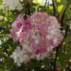 Hortensia  panicules 'Vanille Fraise'