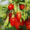 Goji ou Lyciet de Barbarie
