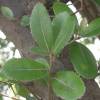 Chêne à feuilles de filaire