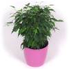 Ficus + Cache pot Rose