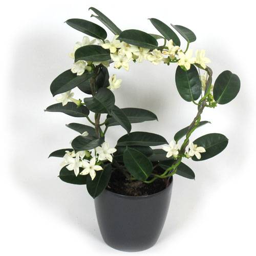 Jasmin de Madagascar + Cache pot Anthracite