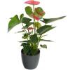 Anthurium rose   Cache pot Anthracite