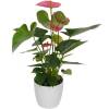 Anthurium rose + Cache pot Blanc