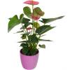 Anthurium rose + Cache pot Rose