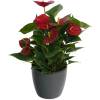 Anthurium rouge + Cache pot Anthracite